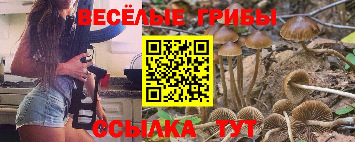 Курчатов  Псилоцибиновые грибы мицелий  Вход с VPN 
